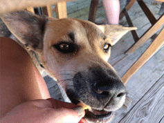 “My dog loves it! Feeding is stress-free.”